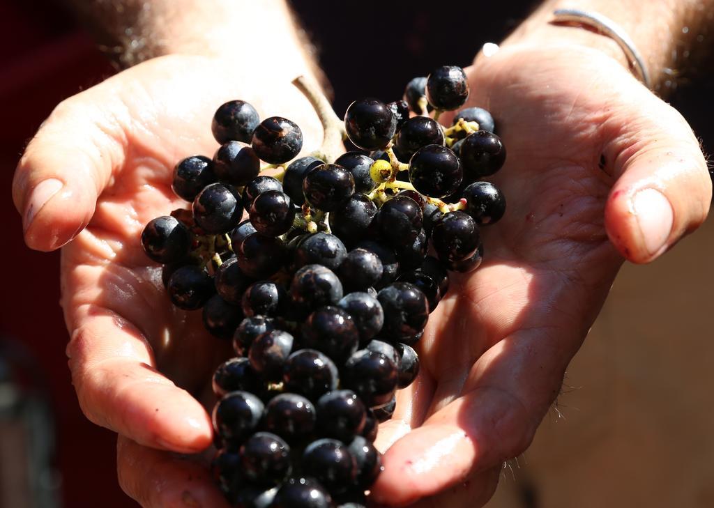 Tenuta San Marcello Séjour à la ferme San Marcello (Ancona)
